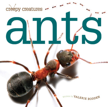 Creepy Creatures: Ants by The Creative Company Shop