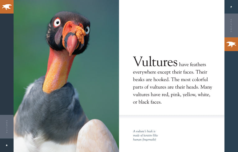 Amazing Animals (2014): Vultures by The Creative Company Shop