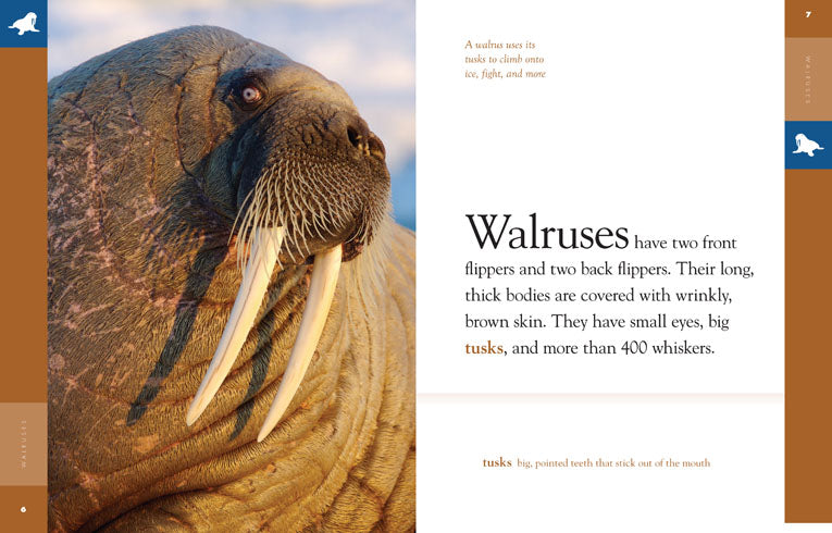 Amazing Animals (2014): Walruses by The Creative Company Shop