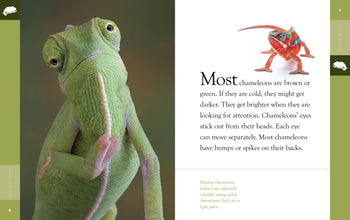 Amazing Animals (2022): Chameleons by The Creative Company Shop