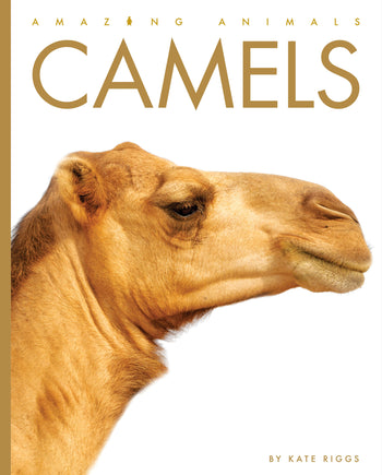 Amazing Animals (2022): Camels by The Creative Company Shop