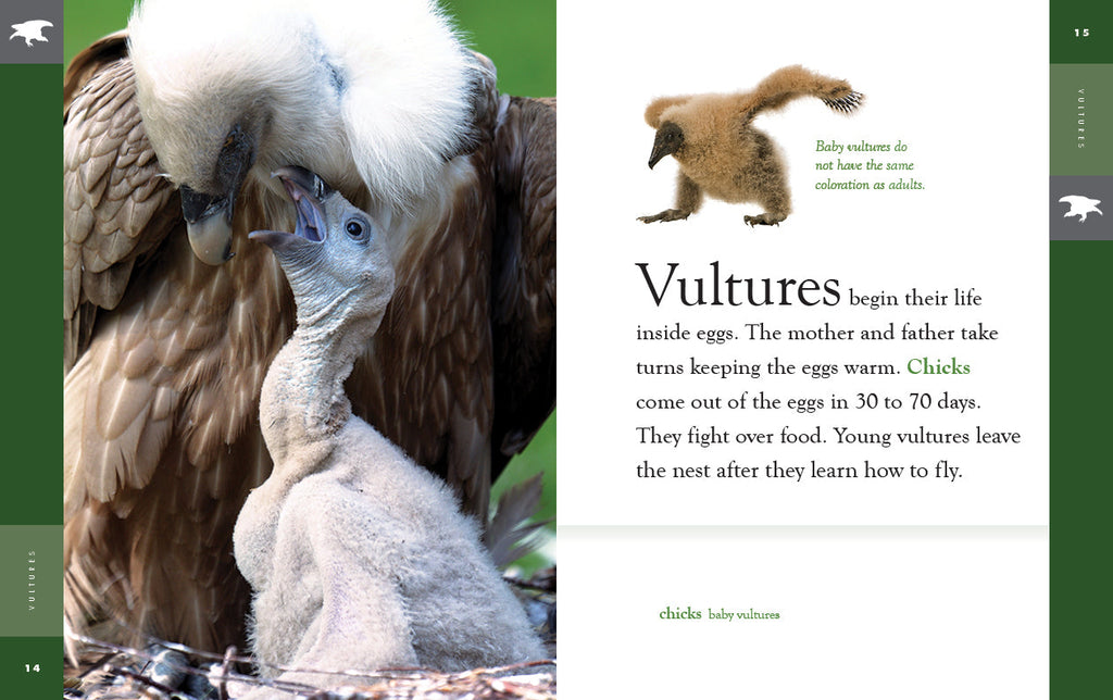 Amazing Animals (2022): Vultures by The Creative Company Shop