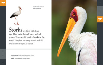 Amazing Animals (2022): Storks by The Creative Company Shop