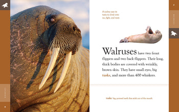 Amazing Animals (2022): Walruses by The Creative Company Shop