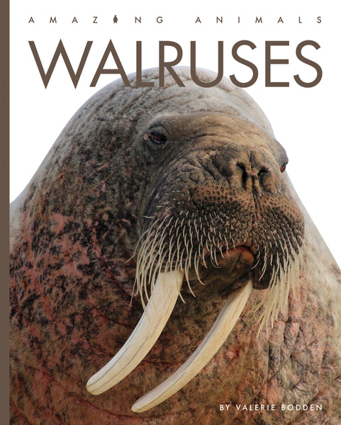 Amazing Animals (2022): Walruses by The Creative Company Shop