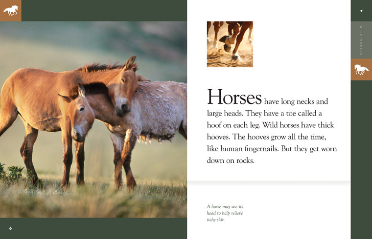 Amazing Animals (2014): Wild Horses by The Creative Company Shop